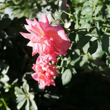 Апарт-отель Skoufezis